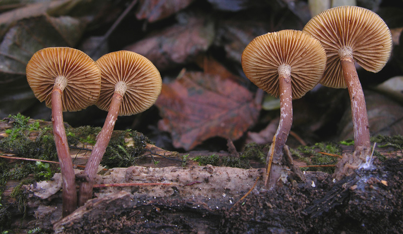 Galerina da determinare n�20.